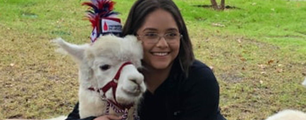 A student hugs an alpaca