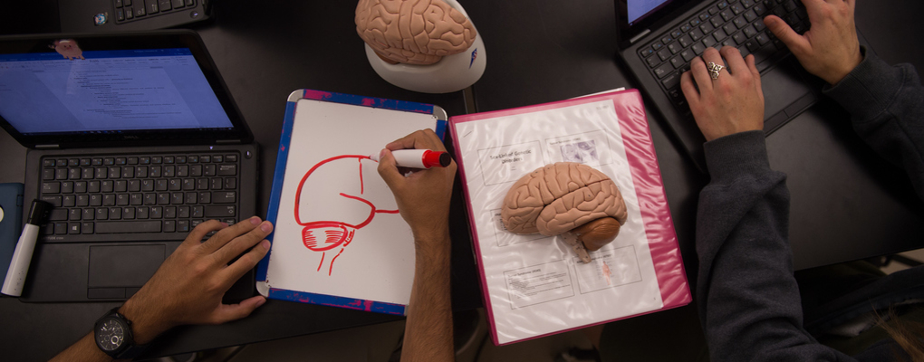 A student draws an image of a brain while another student types