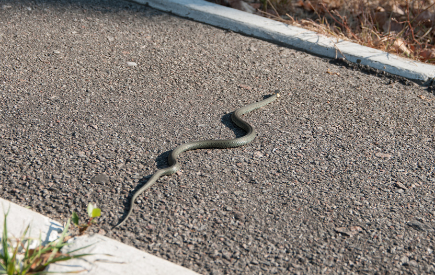 A snake moves across pavement