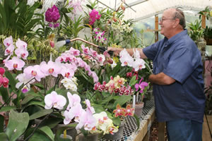 Schurters' orchids