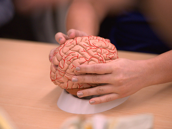 Close up of a student holding a medical model of a brain