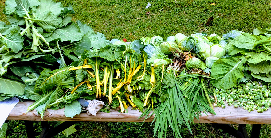 Harvest from our Gorman Community Garden at the Broadway campus