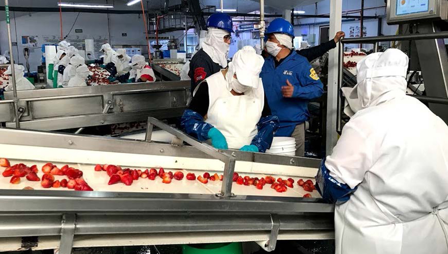 Production line at strawberry processing facility