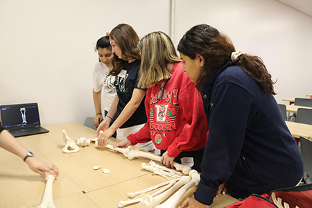 Local high school students view a skeletal example