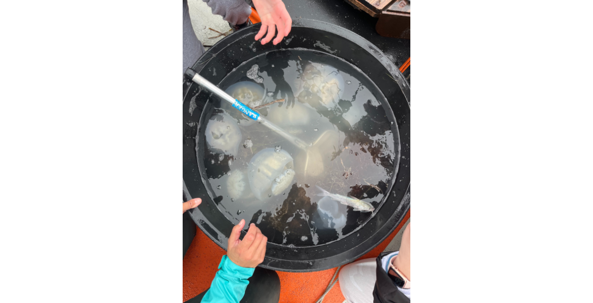 Jellyfish in a bucket