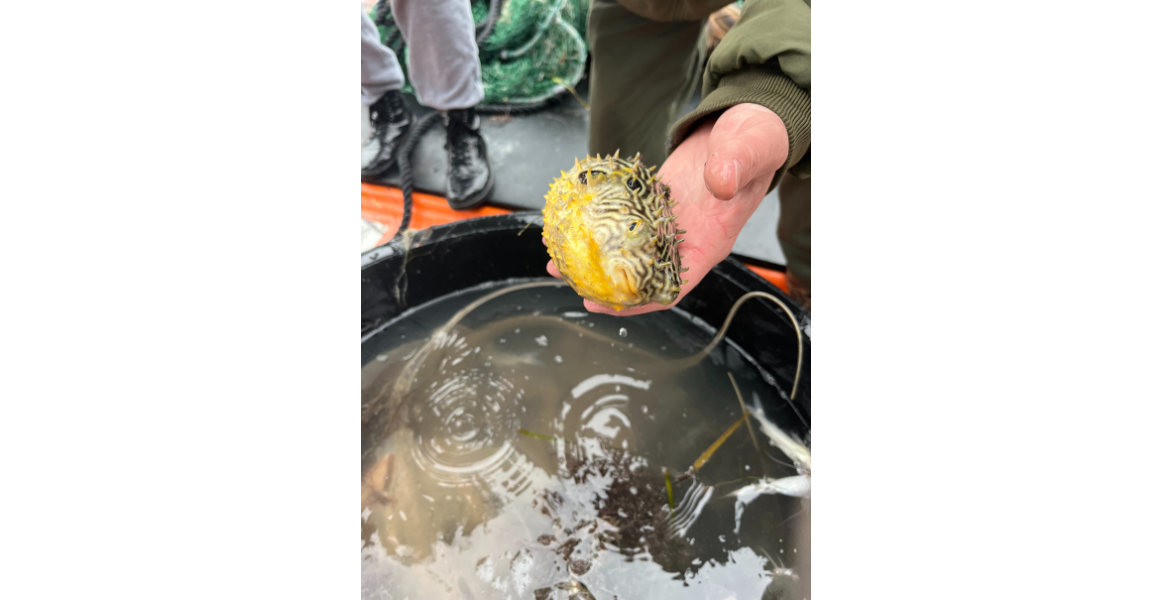 Puffer fish held by a human