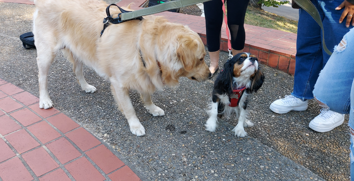 Two dogs meeting