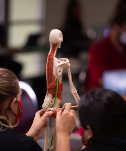 Students learning with the brachial plexus board