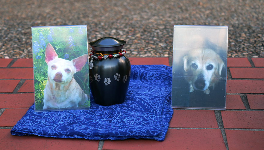 Two dogs framed in photo with urn
