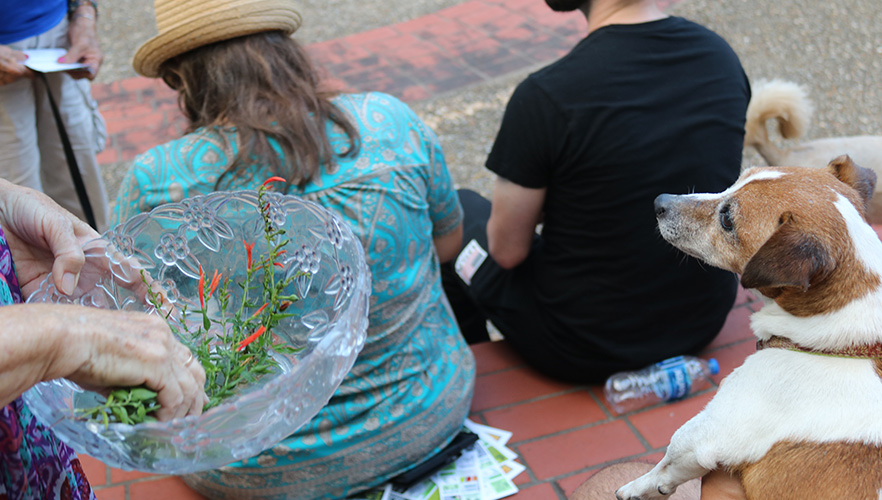 Dog being blessed