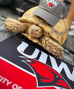 Tortoise with UIW hat