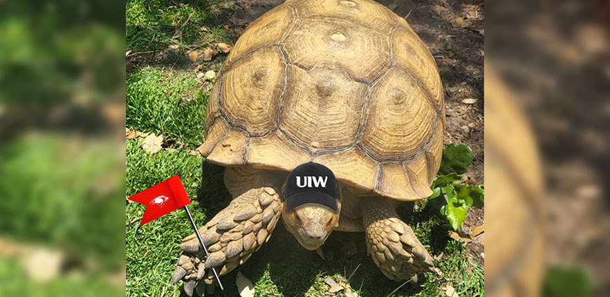 Mortis the Tortoise with UIW hat