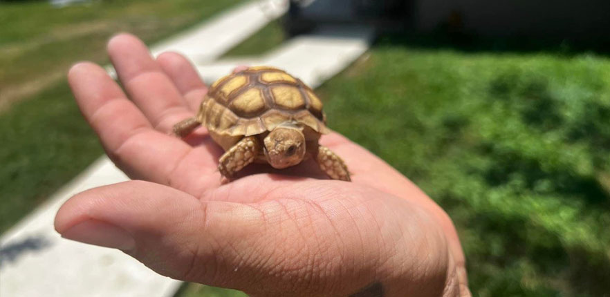 Small Tortoise 