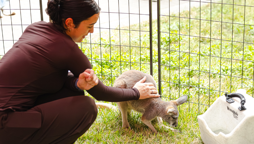 Student petting kangaroo