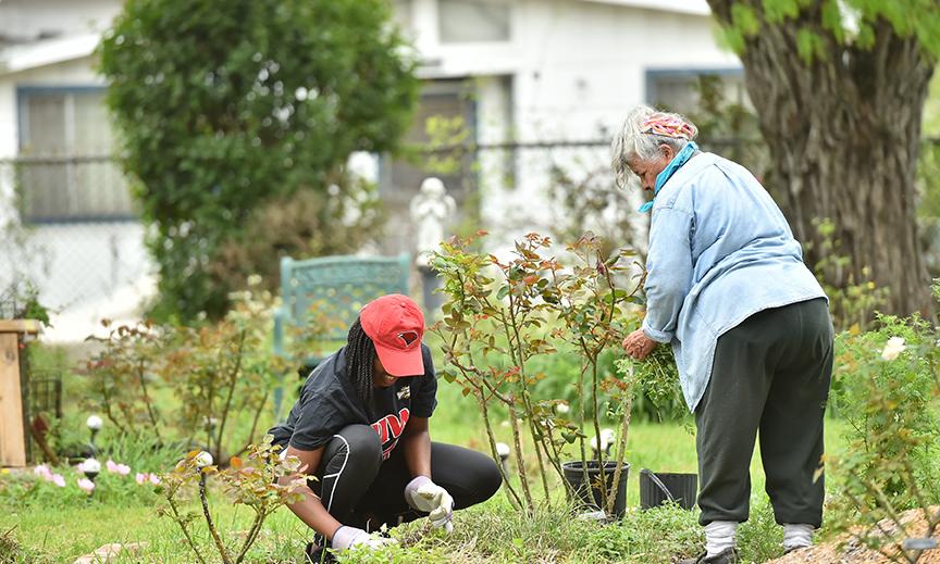 Two volunteers planting in a garden