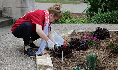A volunteer cleans up a garden