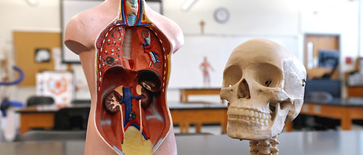 Classroom anatomy model of internal organs and cranium