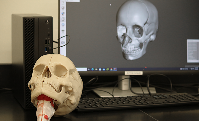 3D printed skull